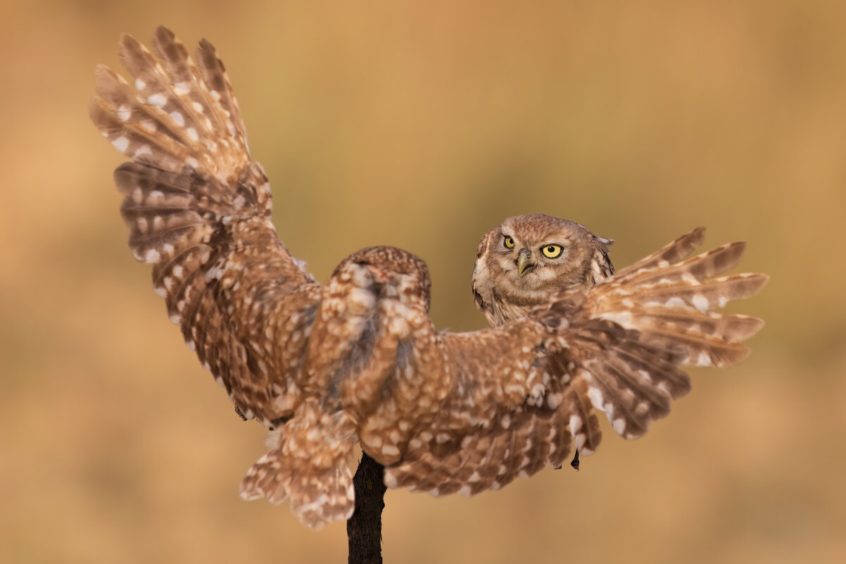 *** - Евгений Фруман