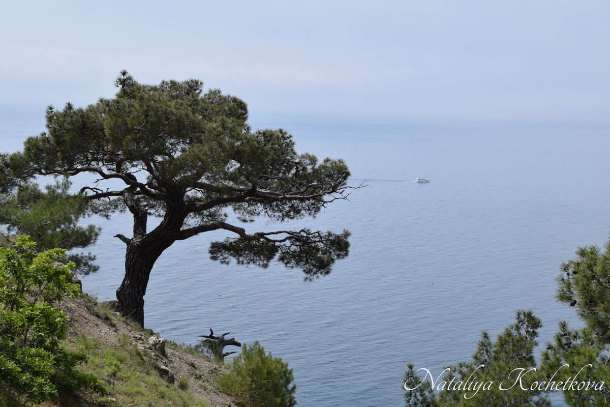 Природа Крыма - Amazing Cosmea