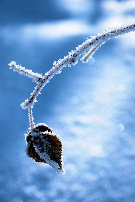 Морозец - Владимир 