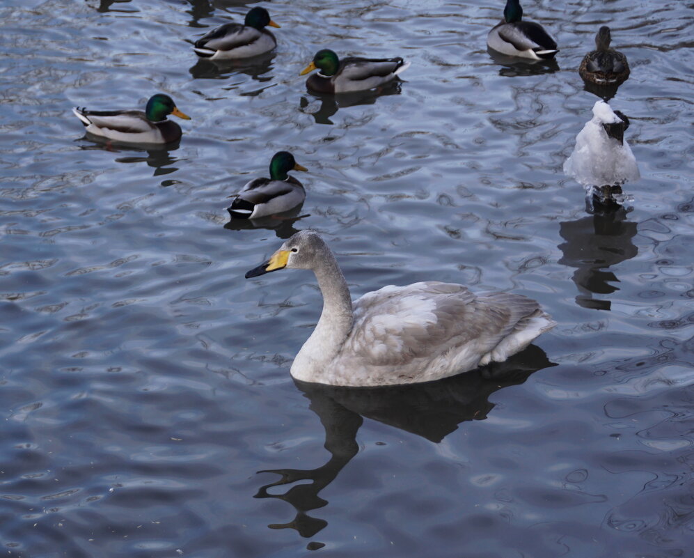Лебедь-подросток - Наталия Григорьева