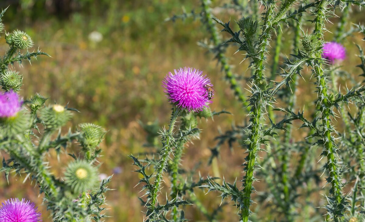Краски лета. Цветущий чертополох. - Алексей Трухин Краски лета. Цветущий чертополох. - Алексей Трухин