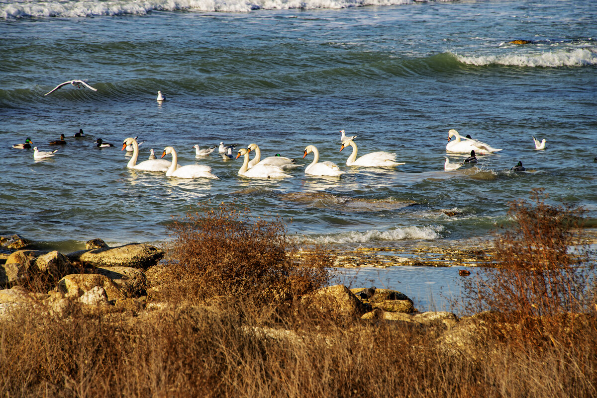 Лебеди - Анатолий Чикчирный Лебеди - Анатолий Чикчирный