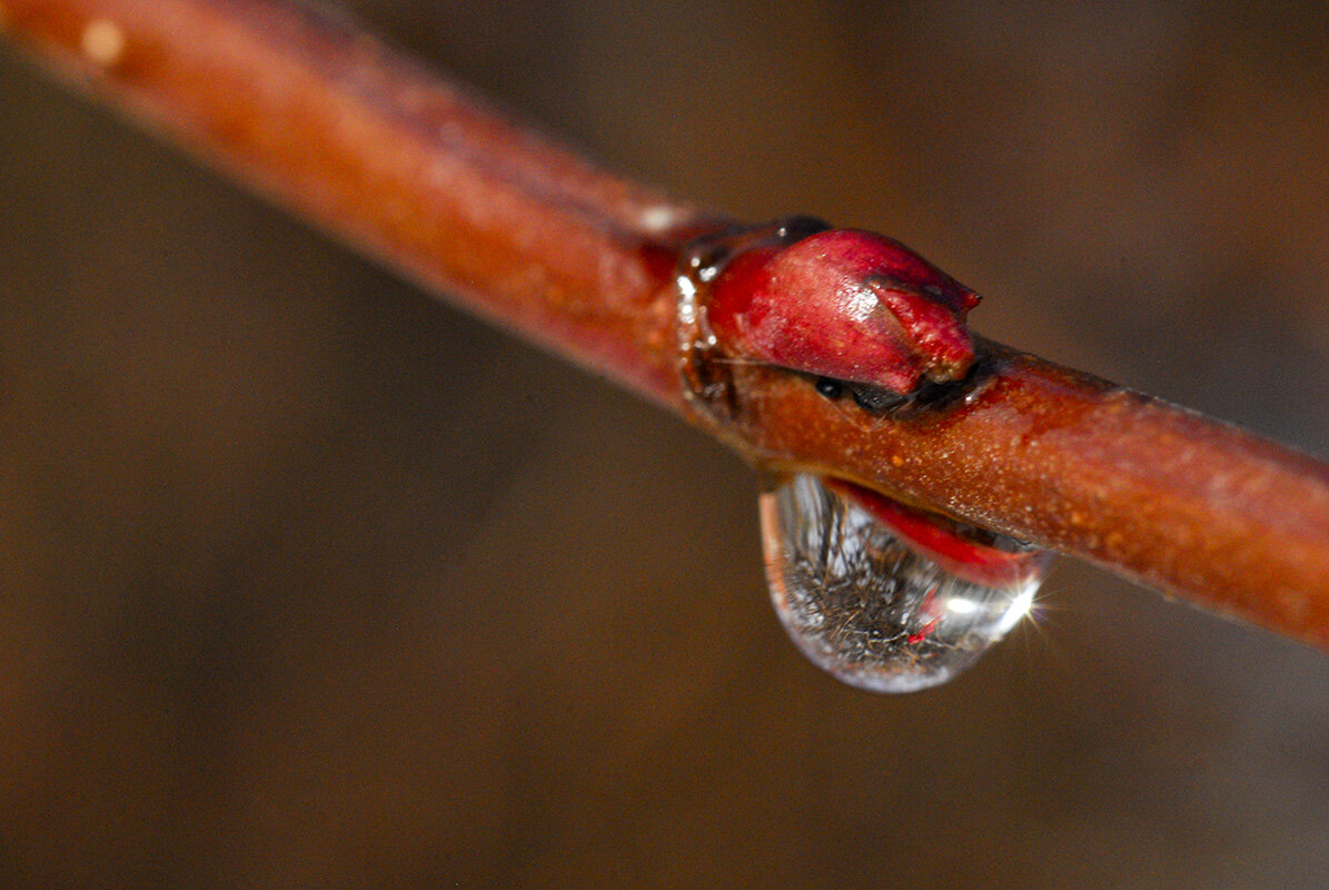 отражение в капельке дождя - Римма Волченко отражение в капельке дождя - Римма Волченко