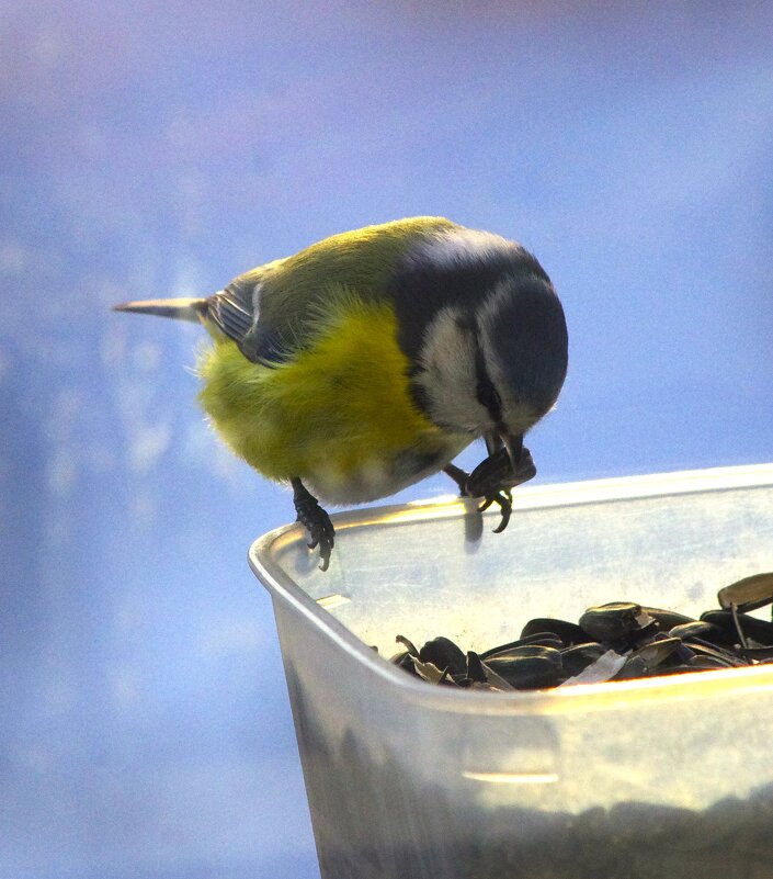 Лазоревка занята очень :) - Юрий Куликов