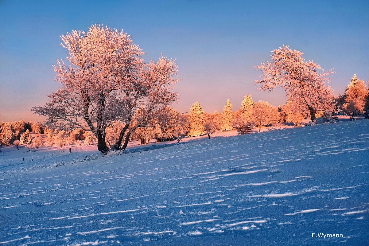 frost - Elena Wymann