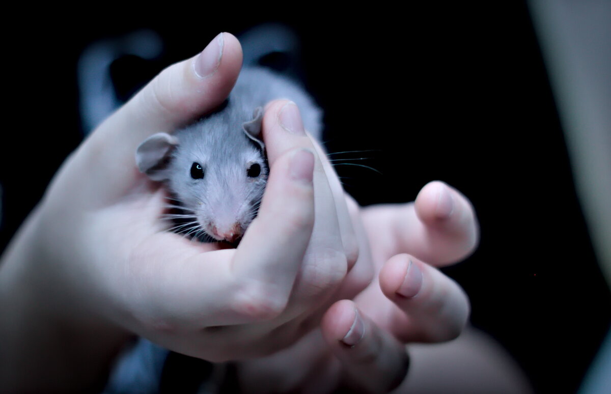 крыса - Артём 