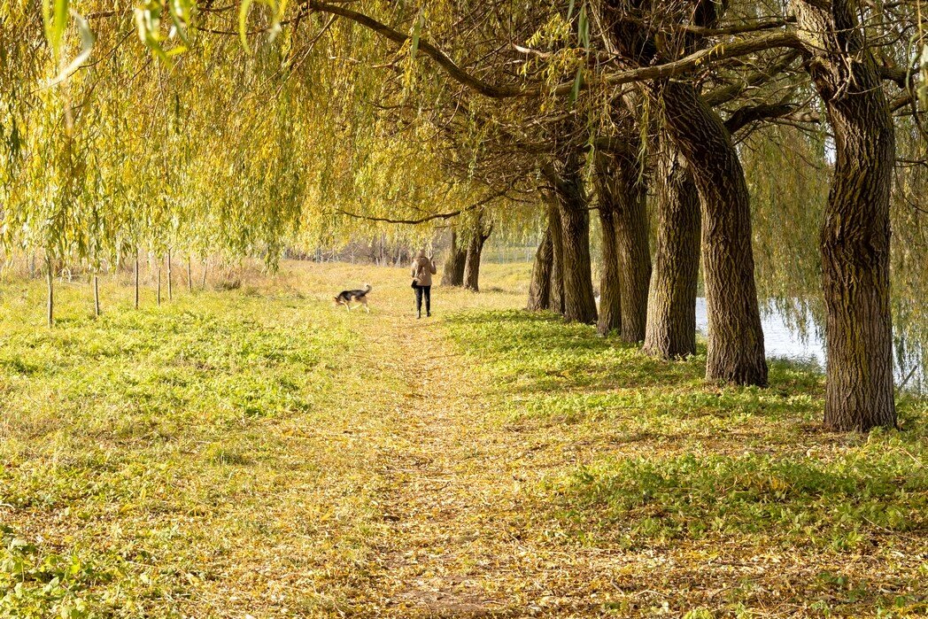 Ивовая аллея. - Сергей Рожков