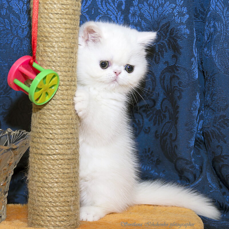 ... - Светлана Ищенко