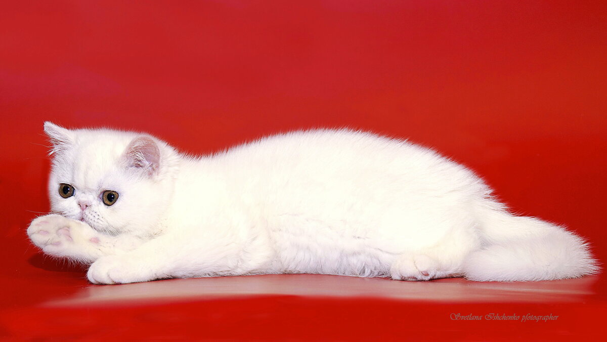 ... - Светлана Ищенко