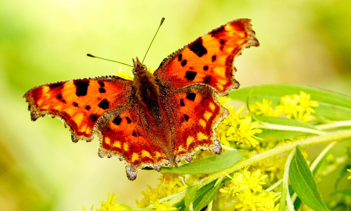 опять про бабочек...283 - Александр Прокудин