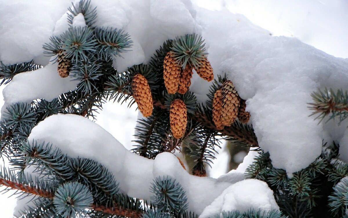 Шишки голубой ели. - Милешкин Владимир Алексеевич Шишки голубой ели. - Милешкин Владимир Алексеевич