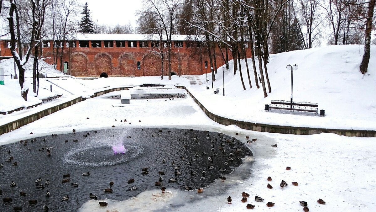 Утки в городском саду. - Милешкин Владимир Алексеевич Утки в городском саду. - Милешкин Владимир Алексеевич