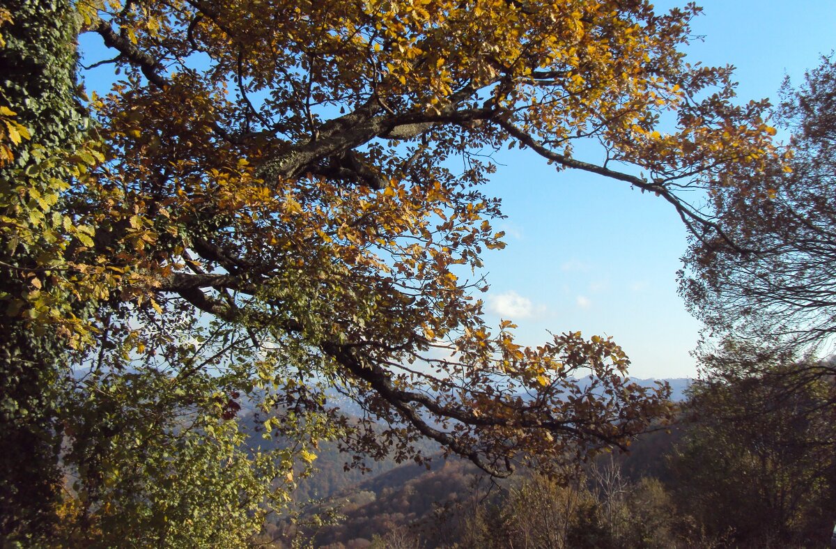 ДАГОМЫС - Tata Wolf