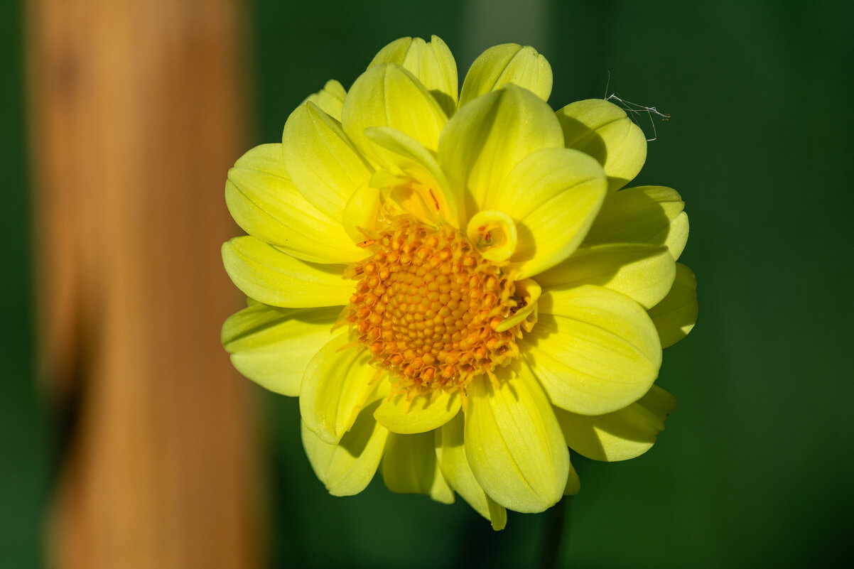 *** - Виктор Иванович Чернюк