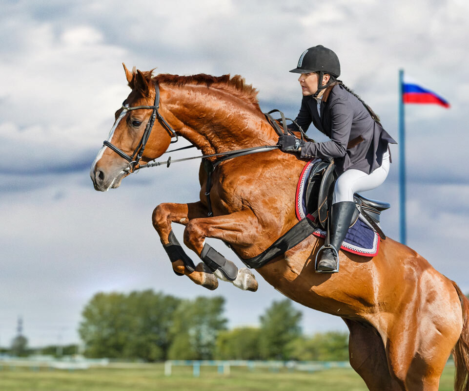 Конкур - SanSan 