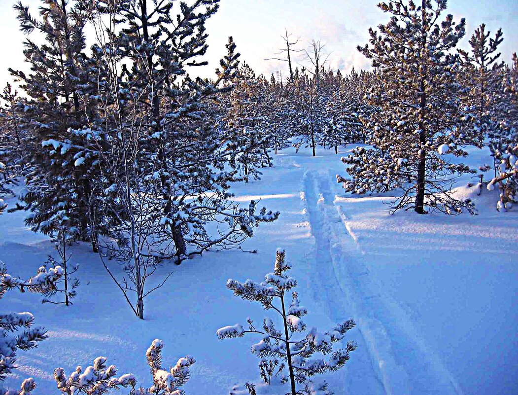 Январь...На лыжах к заветной протоке Чеускина! - Владимир 