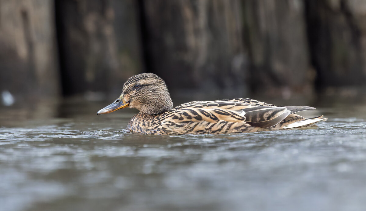 шилохвост самка. - юрий макаров шилохвост самка. - юрий макаров