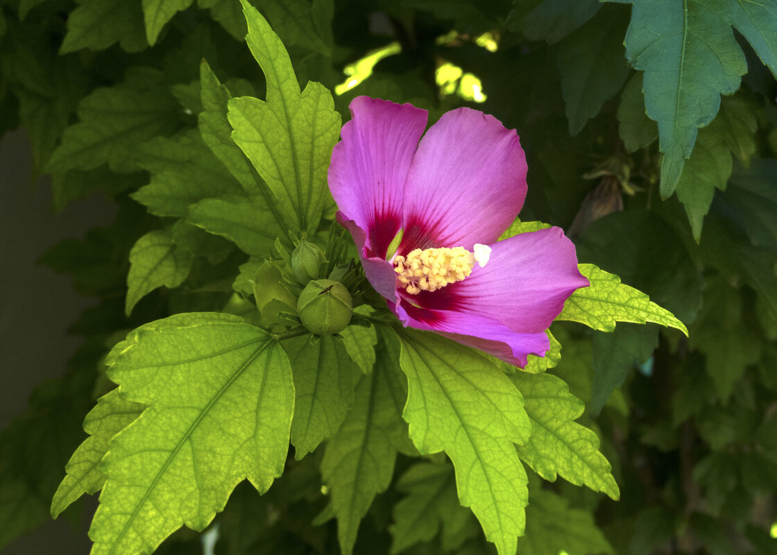 Гибискус сирийский - Валентин Семчишин Гибискус сирийский - Валентин Семчишин