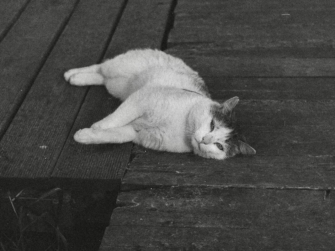 Котик - Павел Питерский 