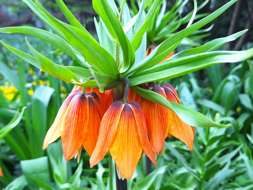 Рябчик - Наталья 