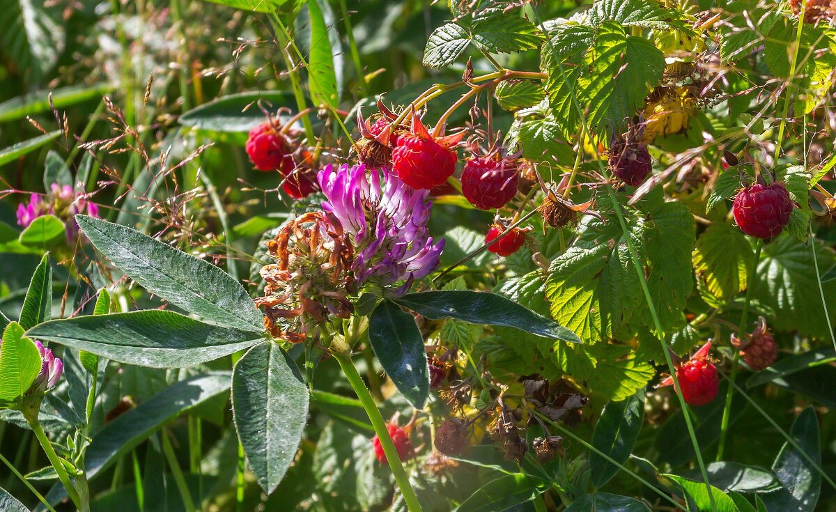 Краски лета. Лесная малина. - Алексей Трухин