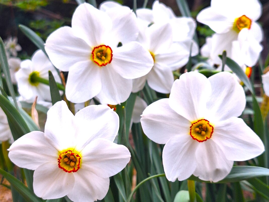 цветы - Наталья 