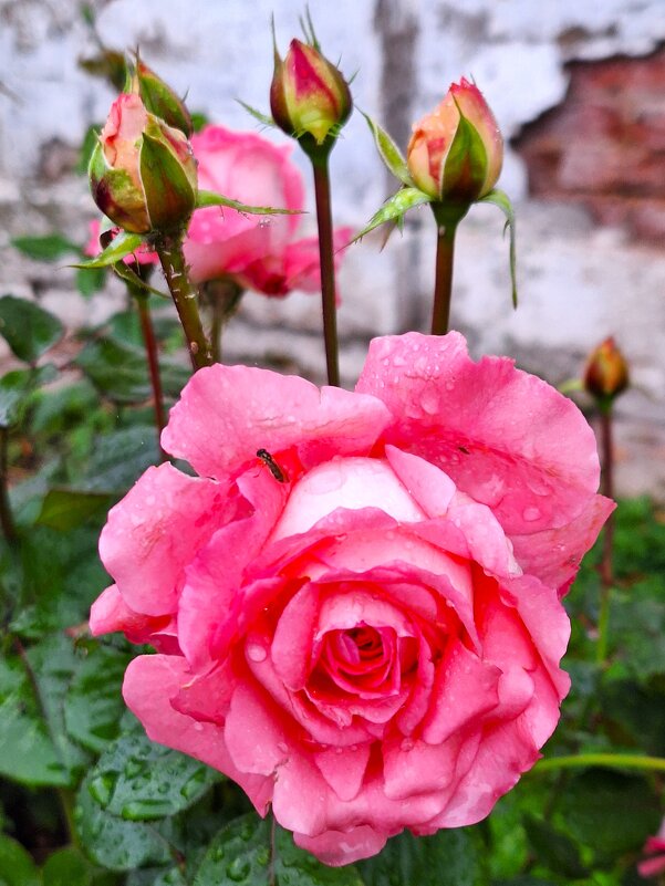 Роза - Наталья 