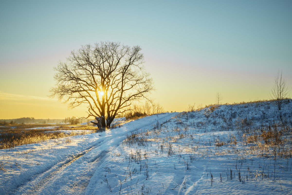 В тени раскидистой кроны - Валерий VRN