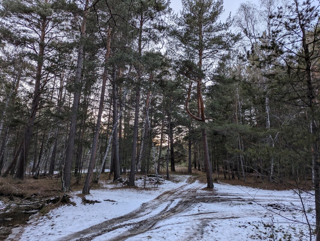 Снежный лес - Андрей Хлопонин Снежный лес - Андрей Хлопонин