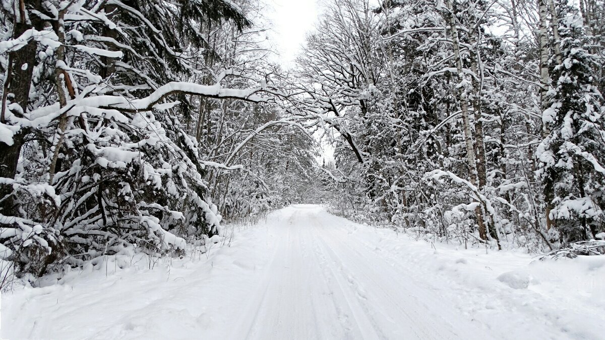 Лес в Рождественский день. - Милешкин Владимир Алексеевич 