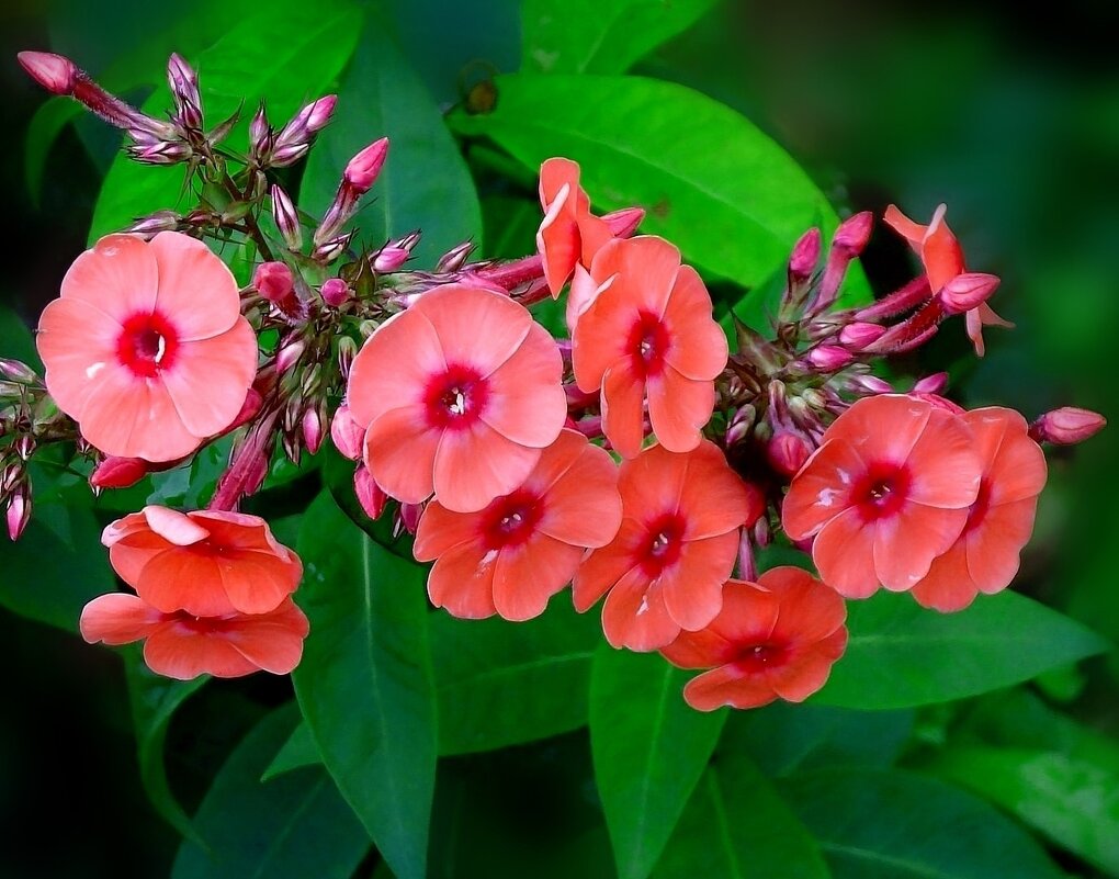 Флоксы - Наталья *** Флоксы - Наталья ***