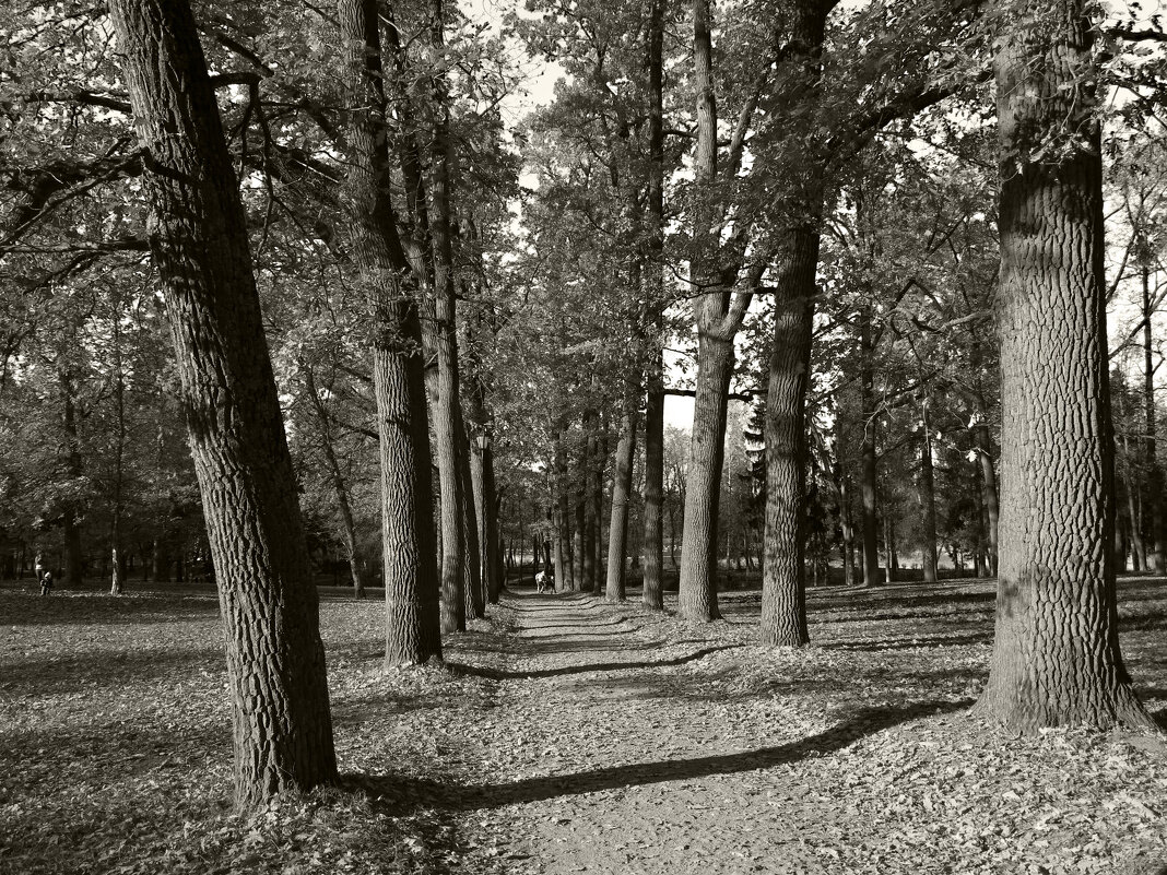 Аллея в парке - Наталья 