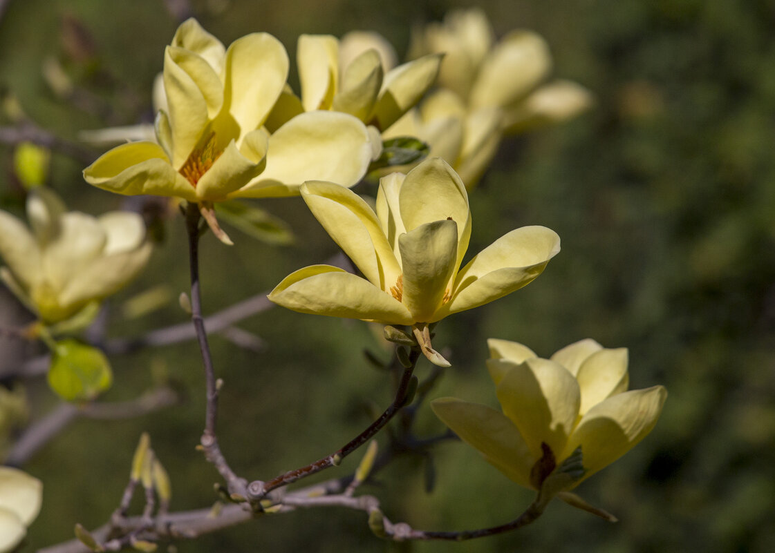 Магнолия - Светлана Тихонина