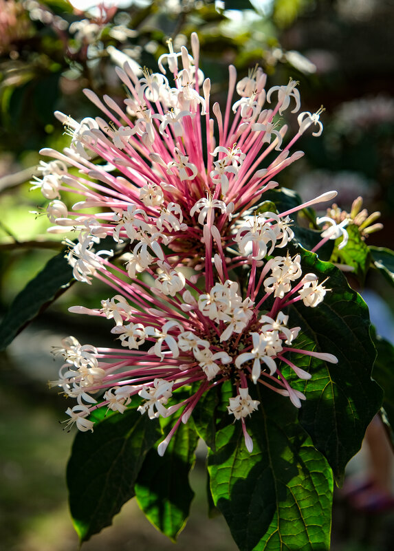 Клеродендрум - Dmitry i Mary S