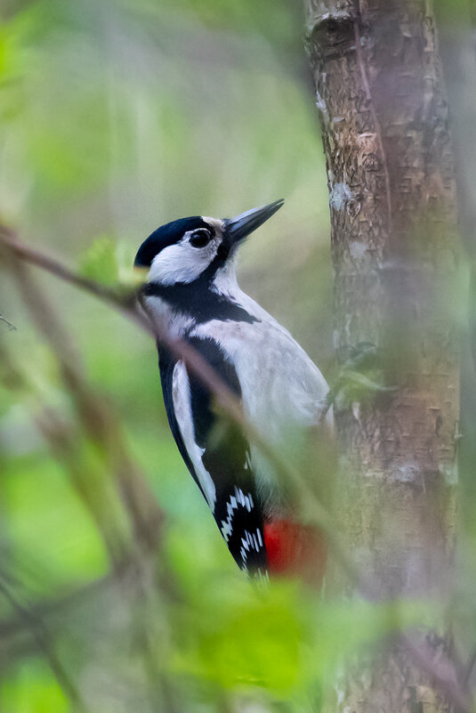 Пестрый дятел - Владимир Лазарев