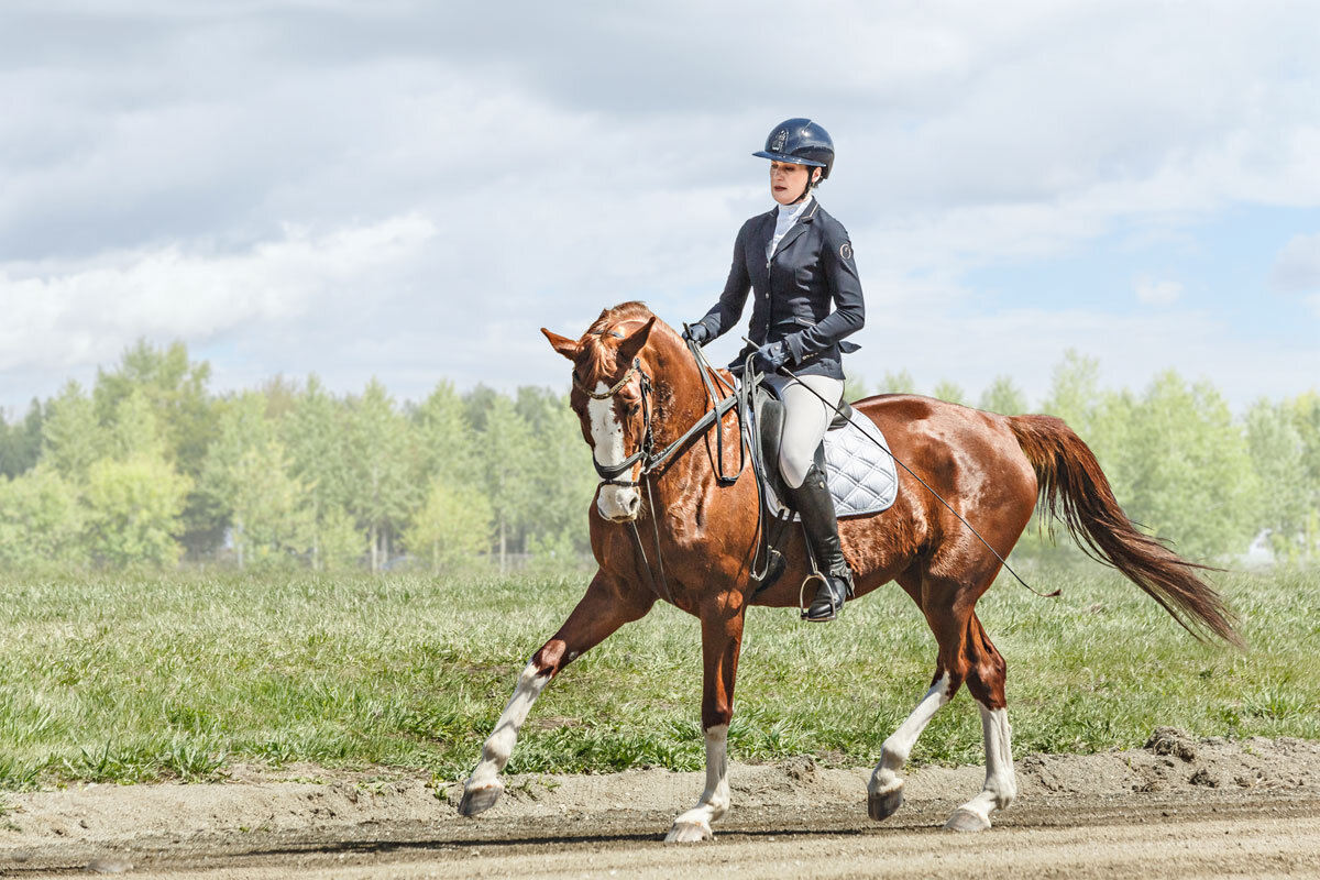 Выездка - SanSan 