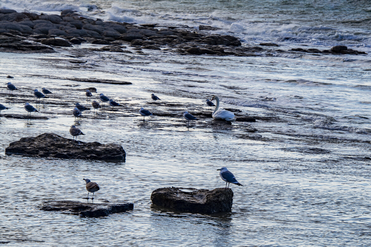 Каспий - Анатолий Чикчирный