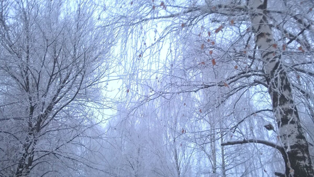 Зимним днем - Елена Семигина