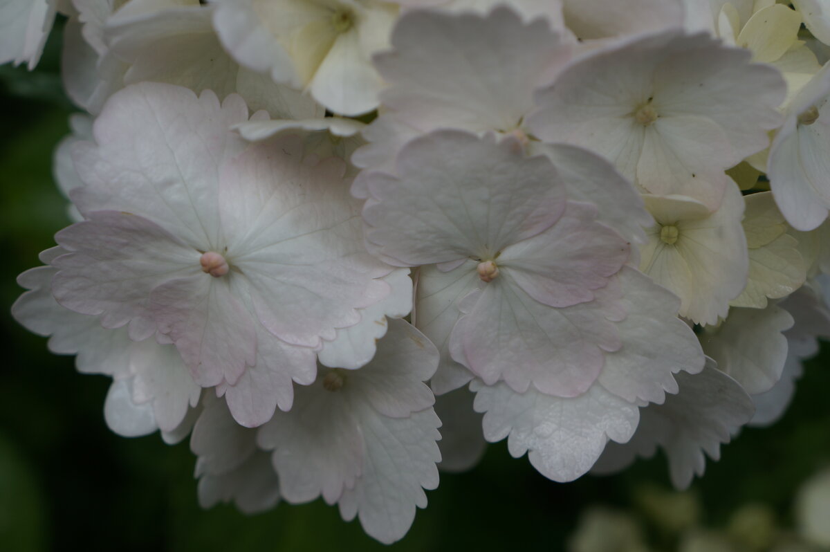 Легки рождественские дни..... - Алёна Савина