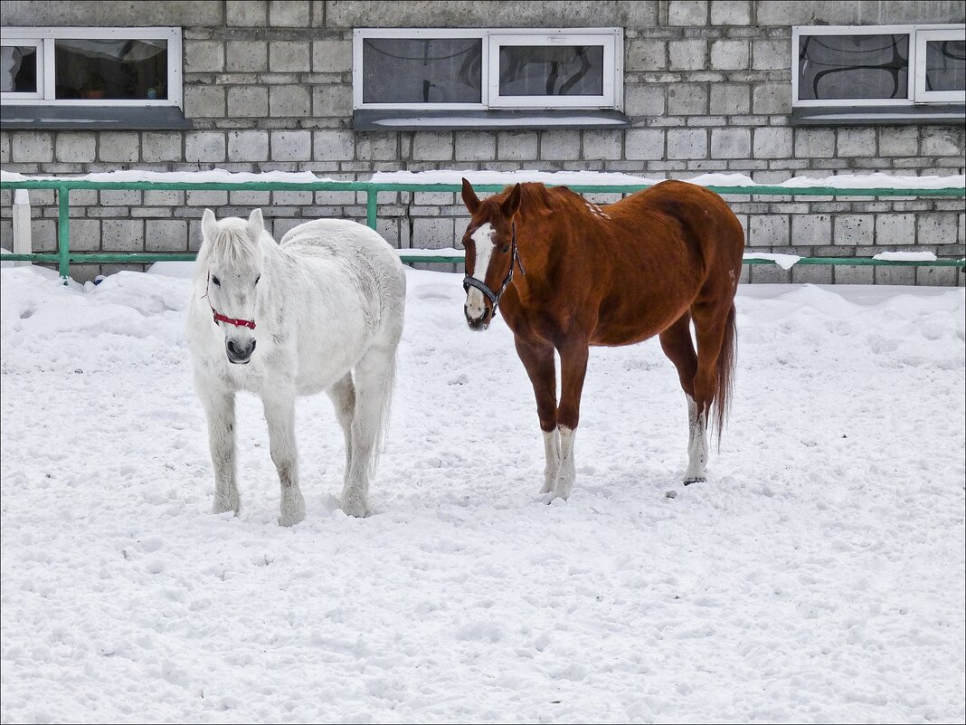 Год лошади! - Валентина * Год лошади! - Валентина *