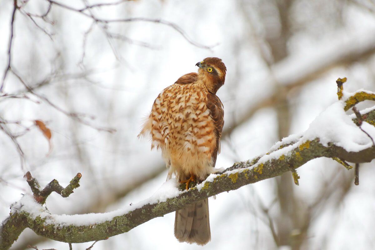 Ты тута? И я тута! - Татьяна Бравая