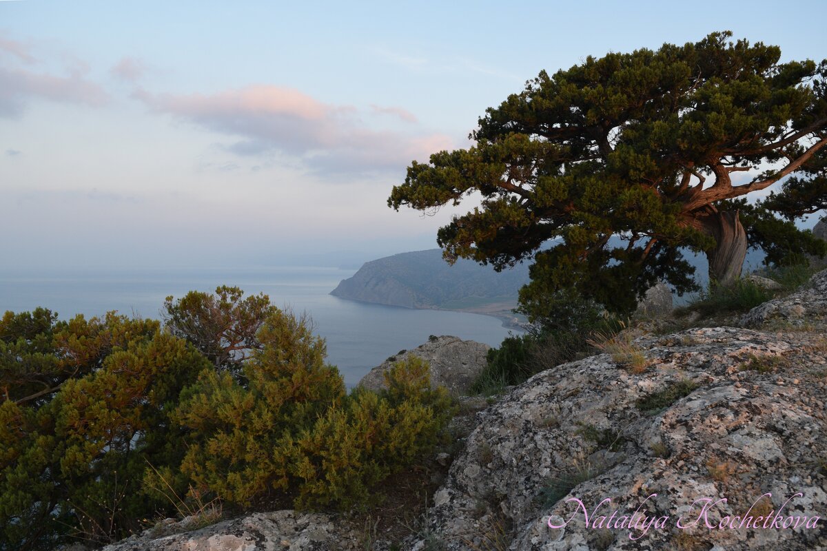 Природа Крыма - Amazing Cosmea