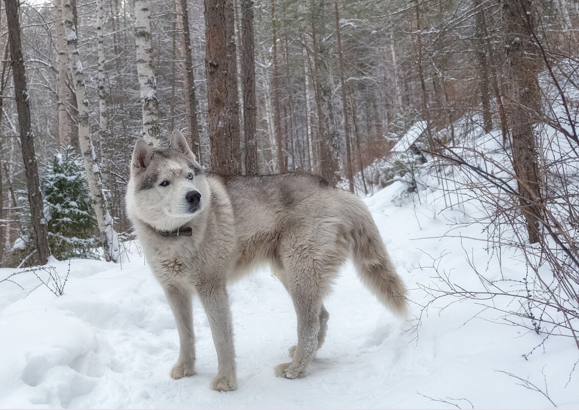 Попутчик! - Марина Фомина.