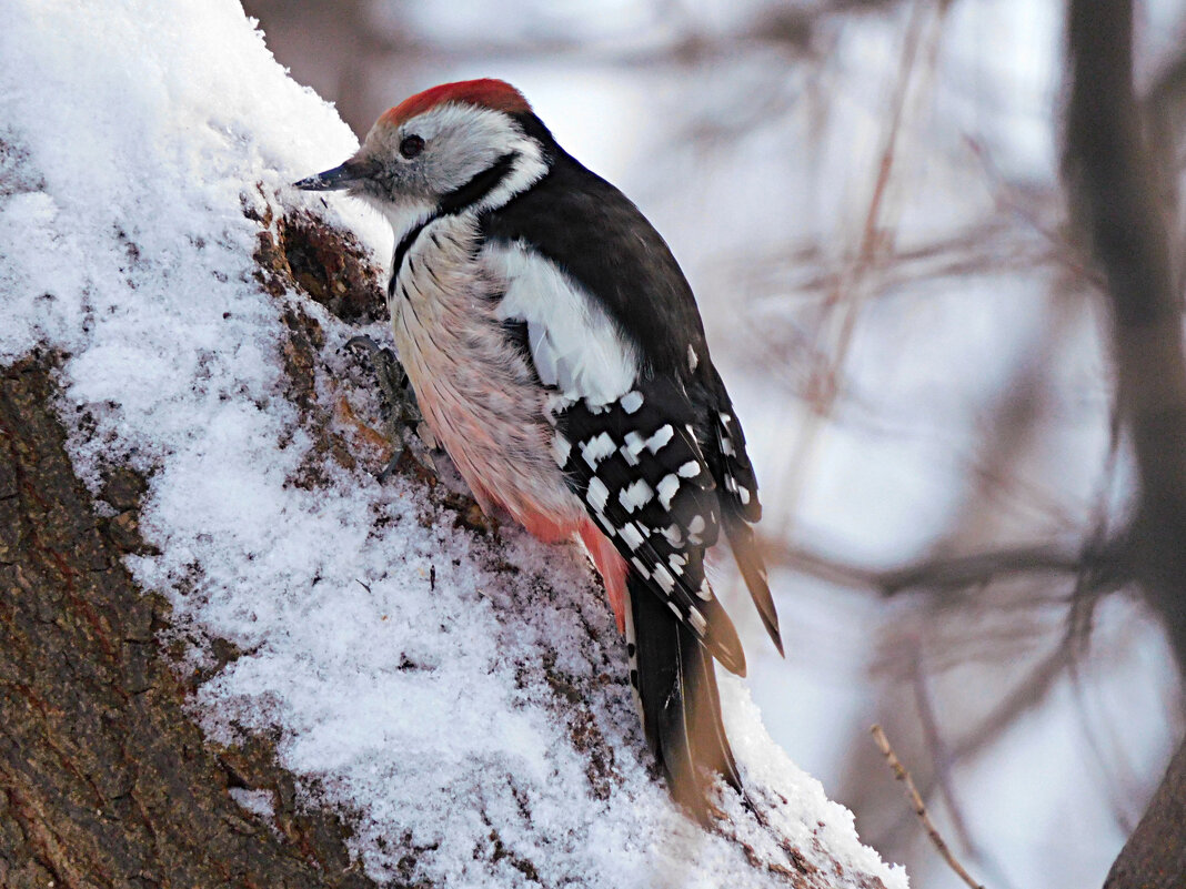 Средний пёстрый дятел - Лина 