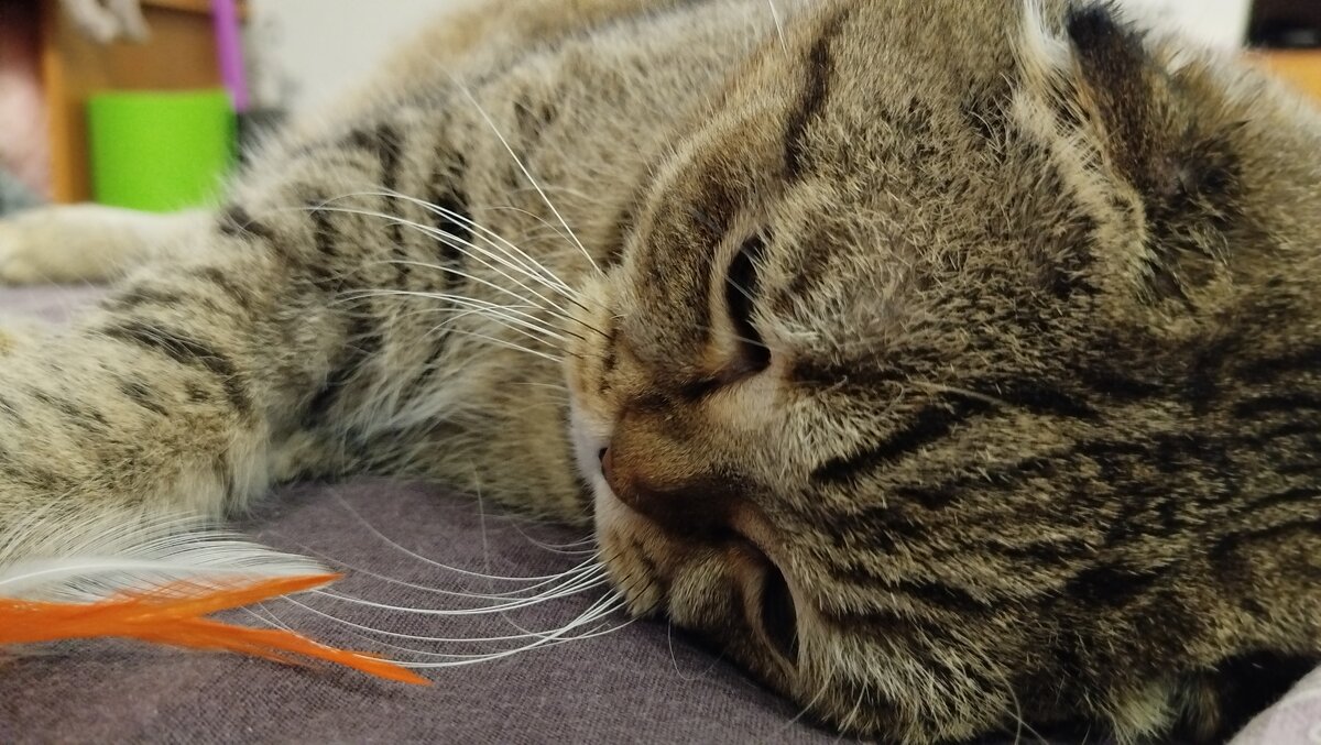 Ленивец - светлана льдокова