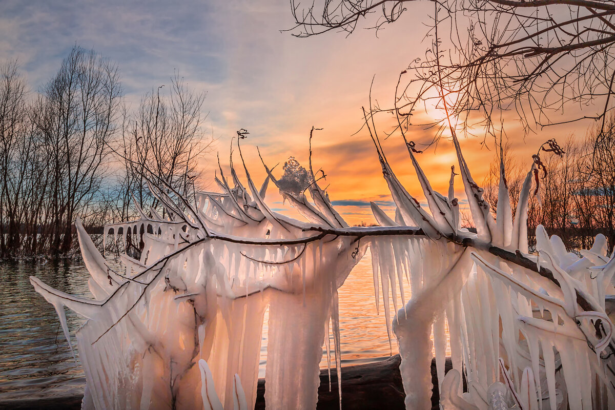 Лёд на ветви дерева - Андрей Пристяжнюк