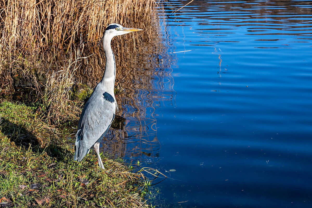 ------------- - igor G.