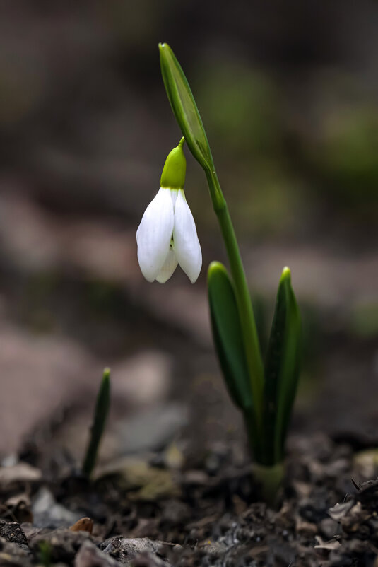 Рождество - Валерий Басыров