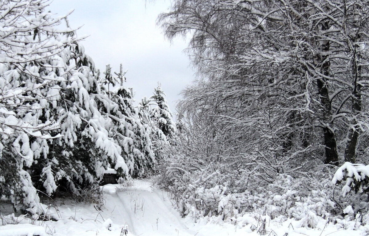Зимняя дорога. - Маргарита ( Марта ) Дрожжина