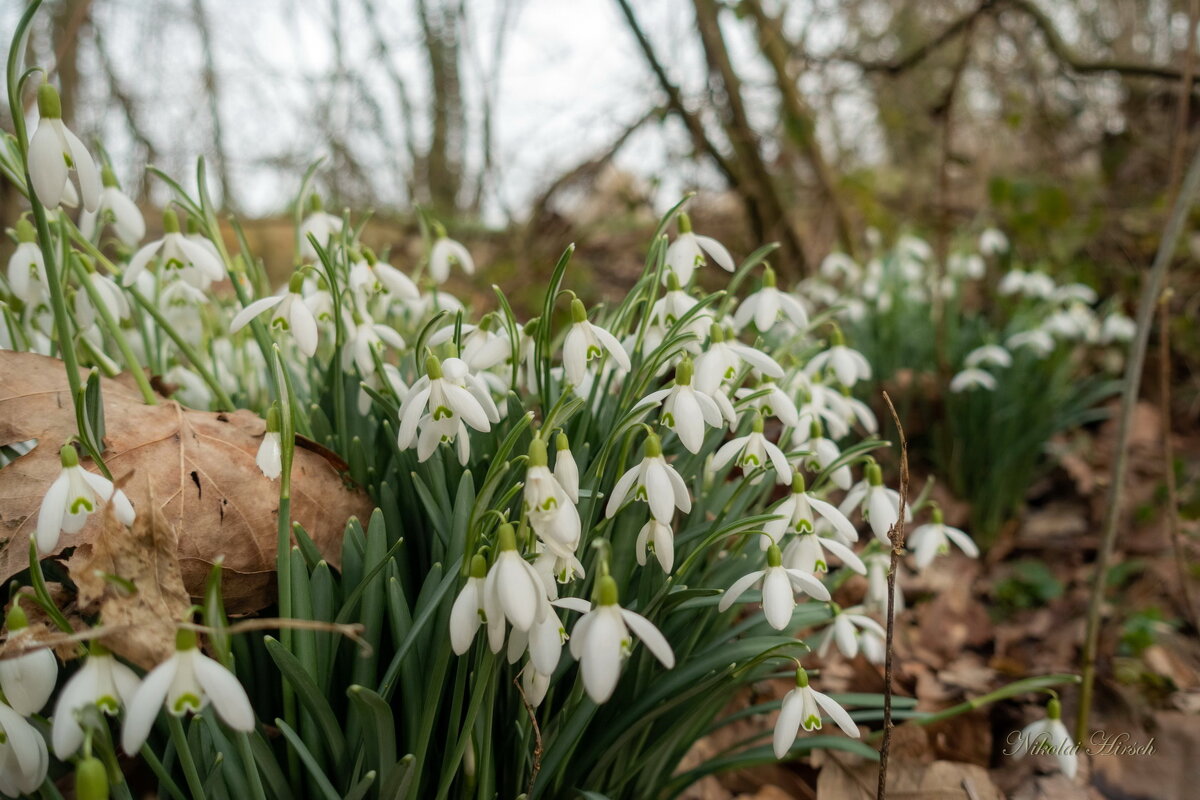 Подснежники... - Николай Гирш Подснежники... - Николай Гирш